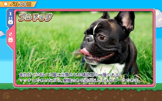 REG中ブルドッグ